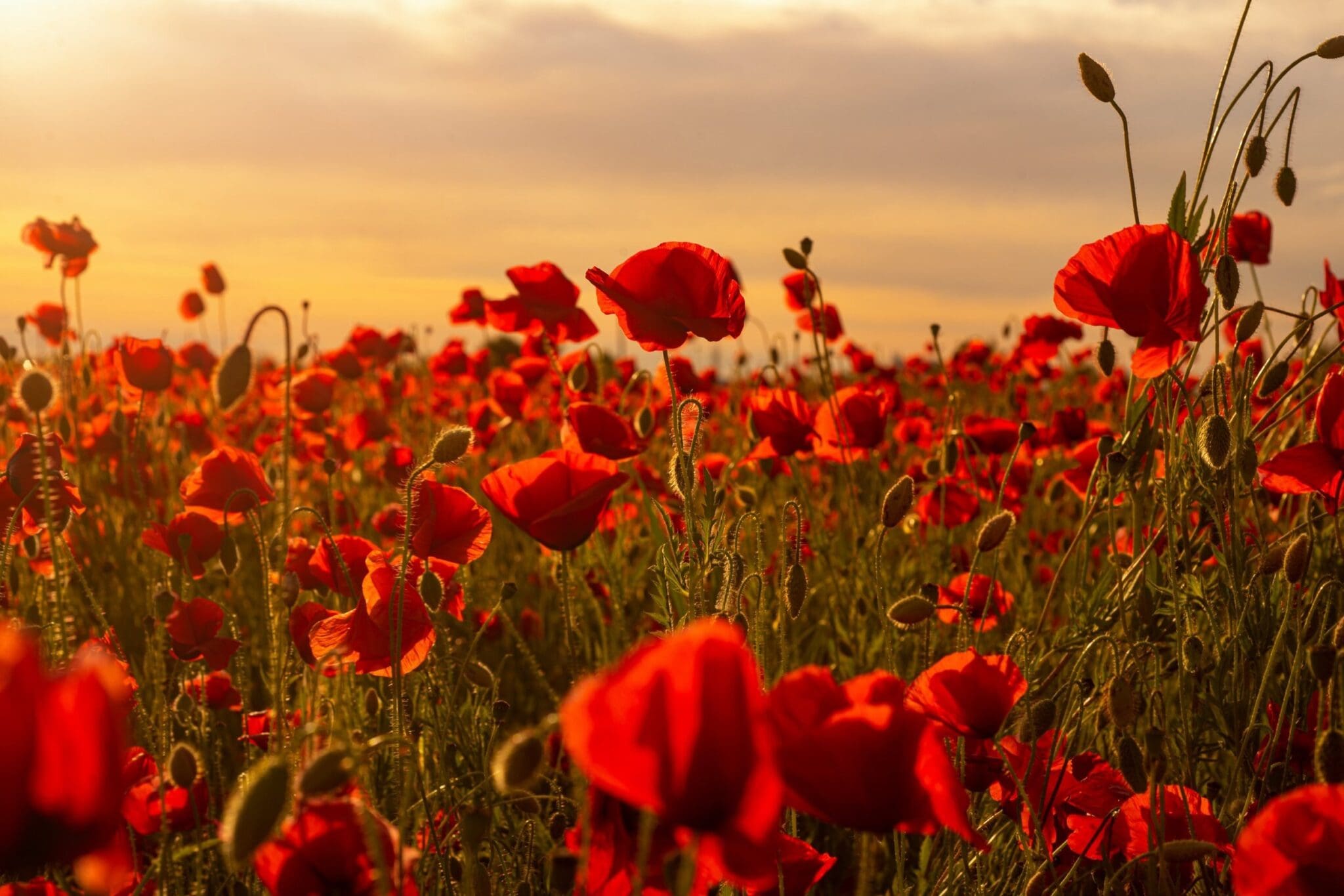 Field of red poppies at sunset.